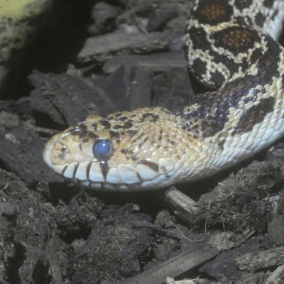 Pacific gopher snake - De Zonnegloed - Animal park - Animal refuge centre 